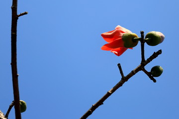 木棉花