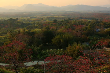 木棉花与梯田