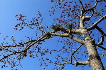 昌江木棉花