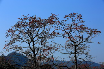 木棉花田野