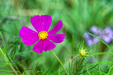 波斯菊