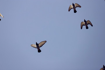 飞翔的鸽群