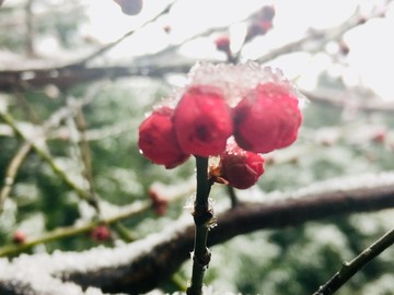 雪中梅