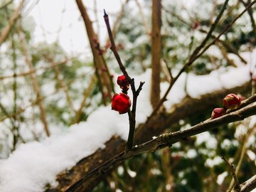 雪中梅