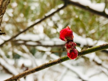 雪中梅