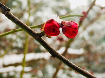 雪中梅