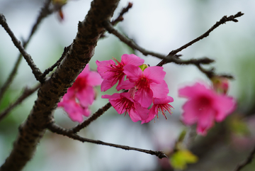 樱花