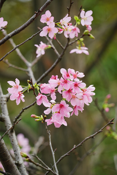 樱花