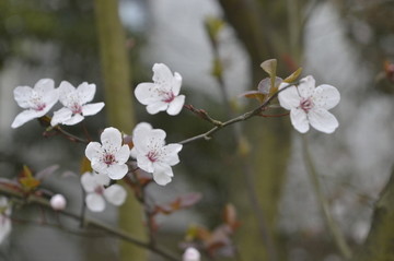 花瓣