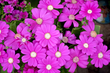 紫色波斯菊花