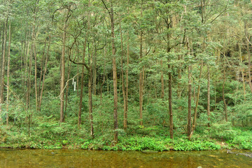 张家界金鞭溪原始森林和清澈溪流