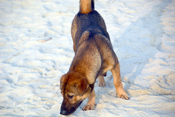 海边沙滩小狗