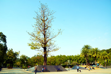 公园广场风景