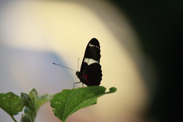 蝴蝶进食