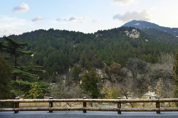 泰山的山林