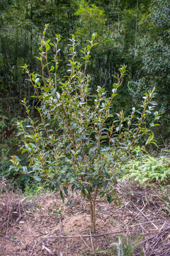 油茶树