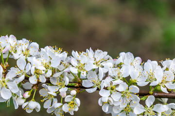 李花