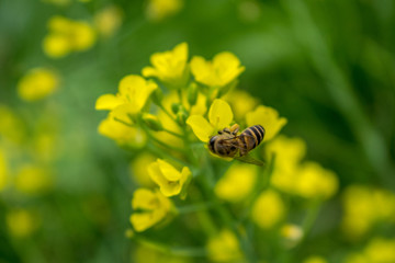 蜜蜂采花蜜