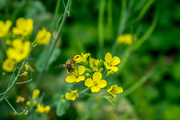 蜜蜂