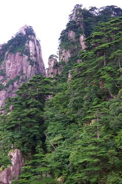 黄山松涛