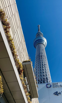 东京晴空塔