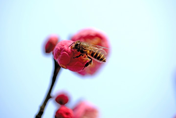 粉色梅花和蜜蜂