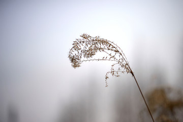 芦苇絮