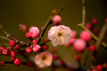 粉色春梅花