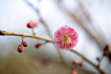 一朵粉色春梅花