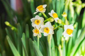 水仙花