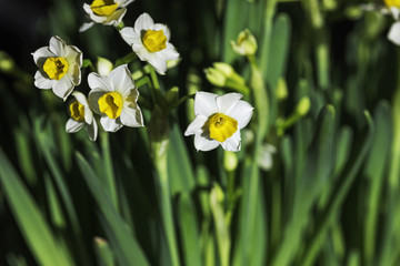 水仙花