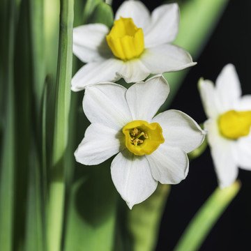 水仙花