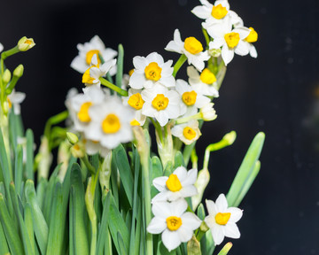 水仙花