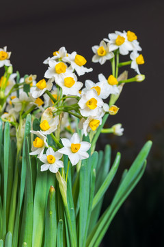 水仙花