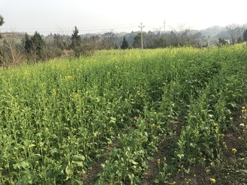 油菜地重庆潼南区米心农村风光