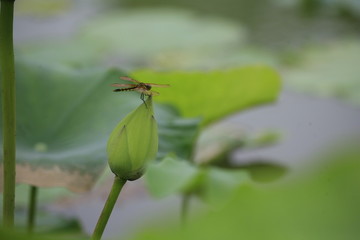 荷花