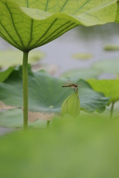 荷花