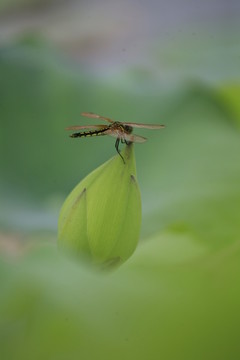 荷花