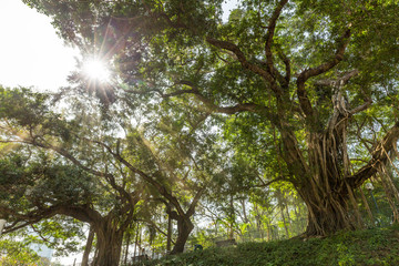 香港九龙公园