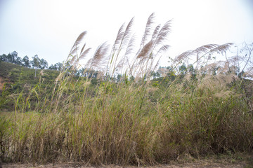 山野芦苇