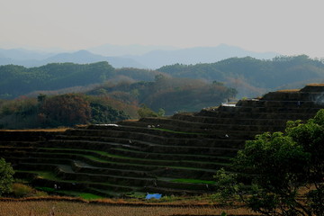 牙胡梯田劳作