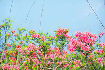 野杜鹃花