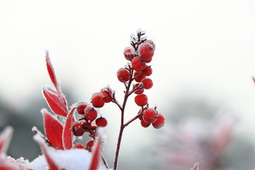 雪后结霜的红叶