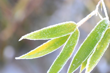 雪中青竹