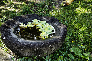 生长在石头花盆里的水生植物