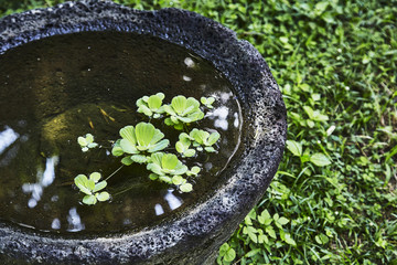 粗糙的石头花盆里的水生植物