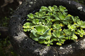 阳光里的水生植物