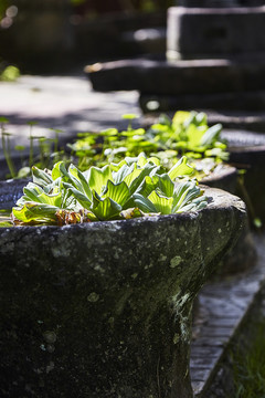 阳光里的水生植物