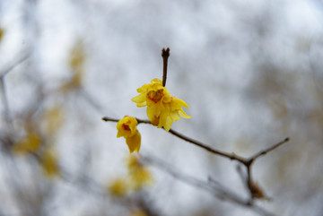 黄梅花