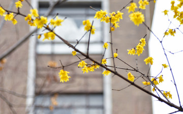 黄梅花